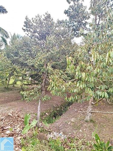 Bán 515m2 Đất đường Trường Long Vàm Bi