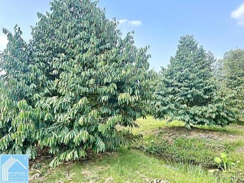 Bán 5.409m2 đất Xã Nhơn Ái - Cách chợ Phong Điền 10 phút, TP.Cần Thơ