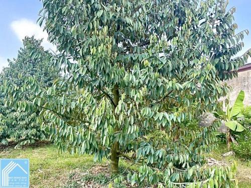 Bán 5.409m2 đất Xã Nhơn Ái - Cách chợ Phong Điền 10 phút, TP.Cần Thơ