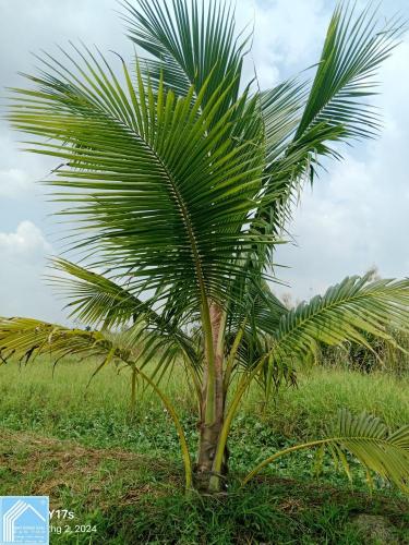 Bán 6 công đất trồng sầu riêng, dừa và mít