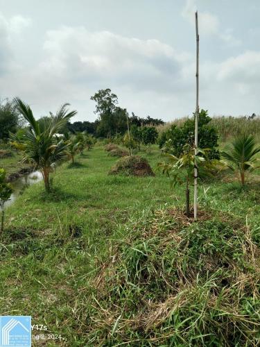 Bán 6 công đất trồng sầu riêng, dừa và mít