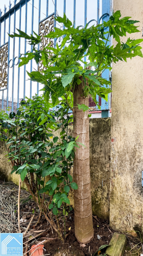 Bán nhà mặt tiền đường nguyễn văn linh