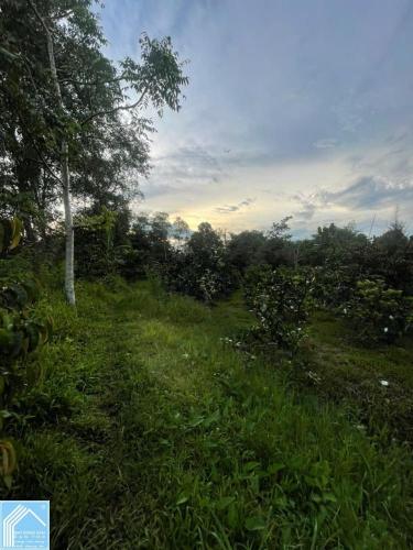 Lô Đất Vị Trí đẹp- giá tốt Chính chủ cần bán nhanh lô đất tại huyện Phong Điền, TP Cần Thơ