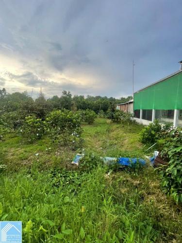 Lô Đất Vị Trí đẹp- giá tốt Chính chủ cần bán nhanh lô đất tại huyện Phong Điền, TP Cần Thơ